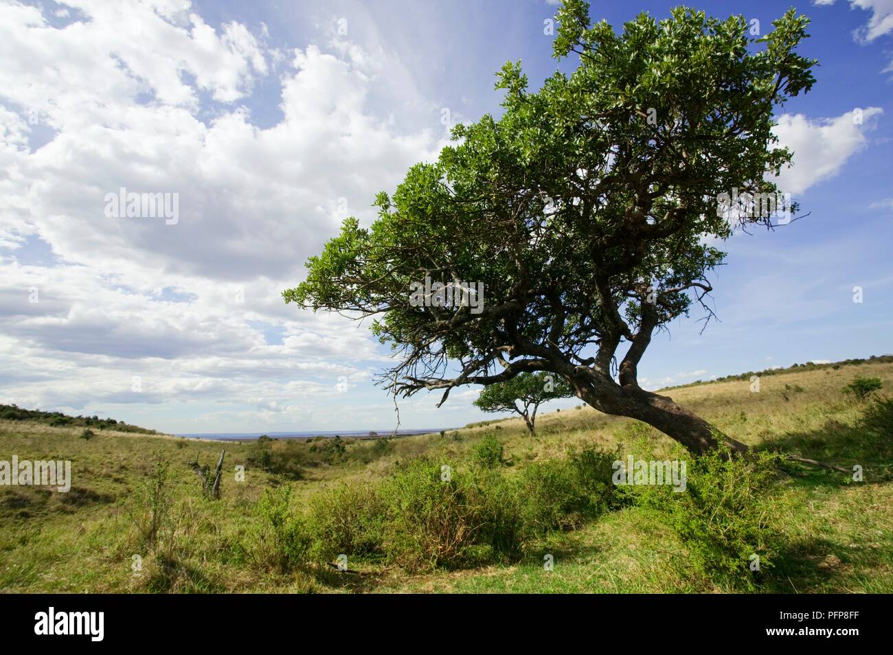 Kenia Masai Mara riserva nazionale, piegate albero nel paesaggio di erba Foto Stock