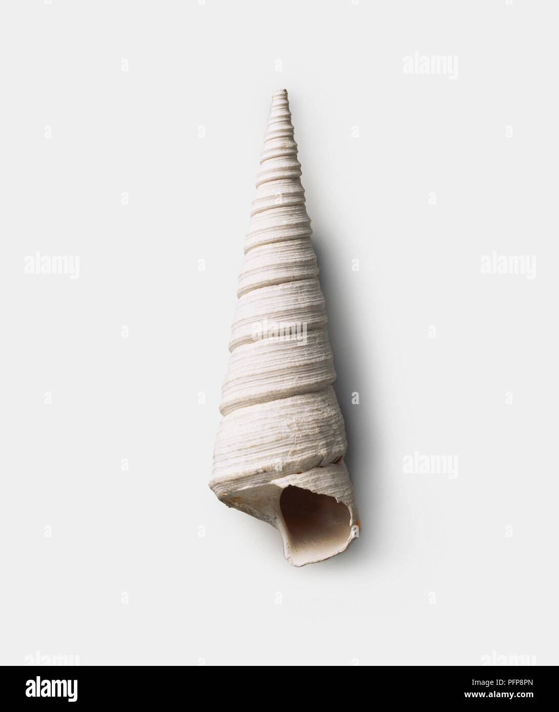 Archimediella pontoni (Turritella) shell, Pliocene Foto Stock