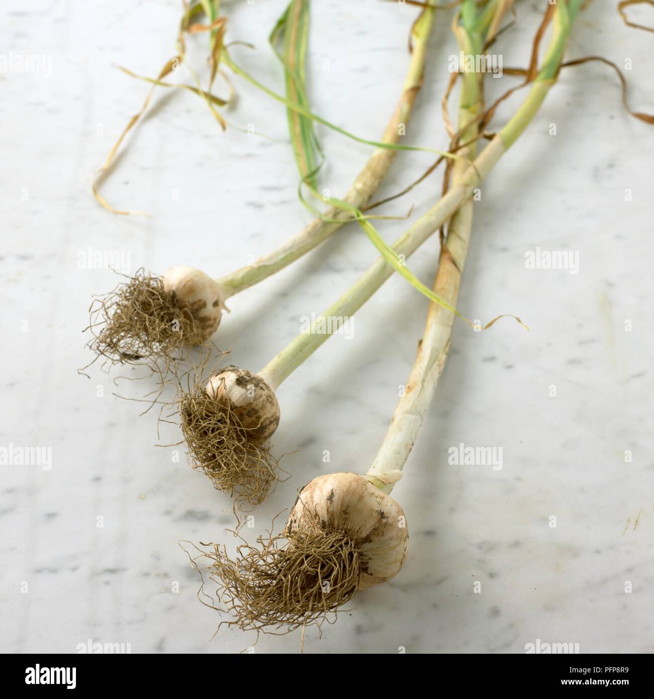 Tre organici bulbi di aglio con le loro radici e gambi ancora attaccato sulla superficie di marmo Foto Stock