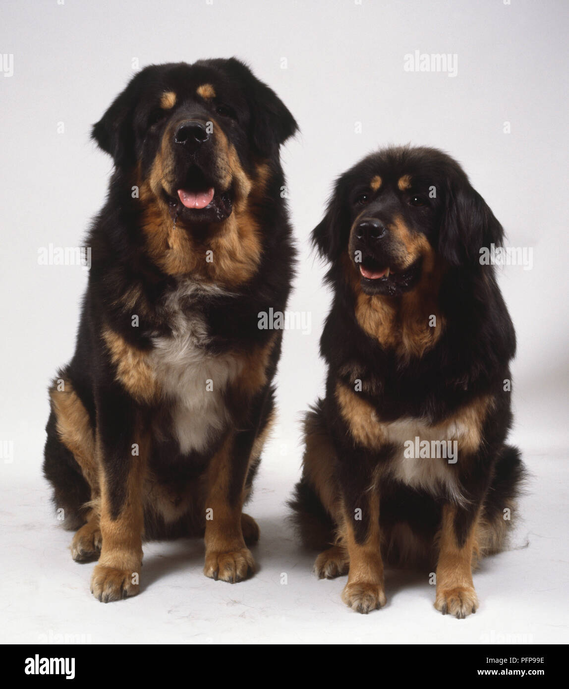 Due heavyset nero e marrone Tibetan Mastiffs siedono fianco a fianco bocca aperta Foto Stock