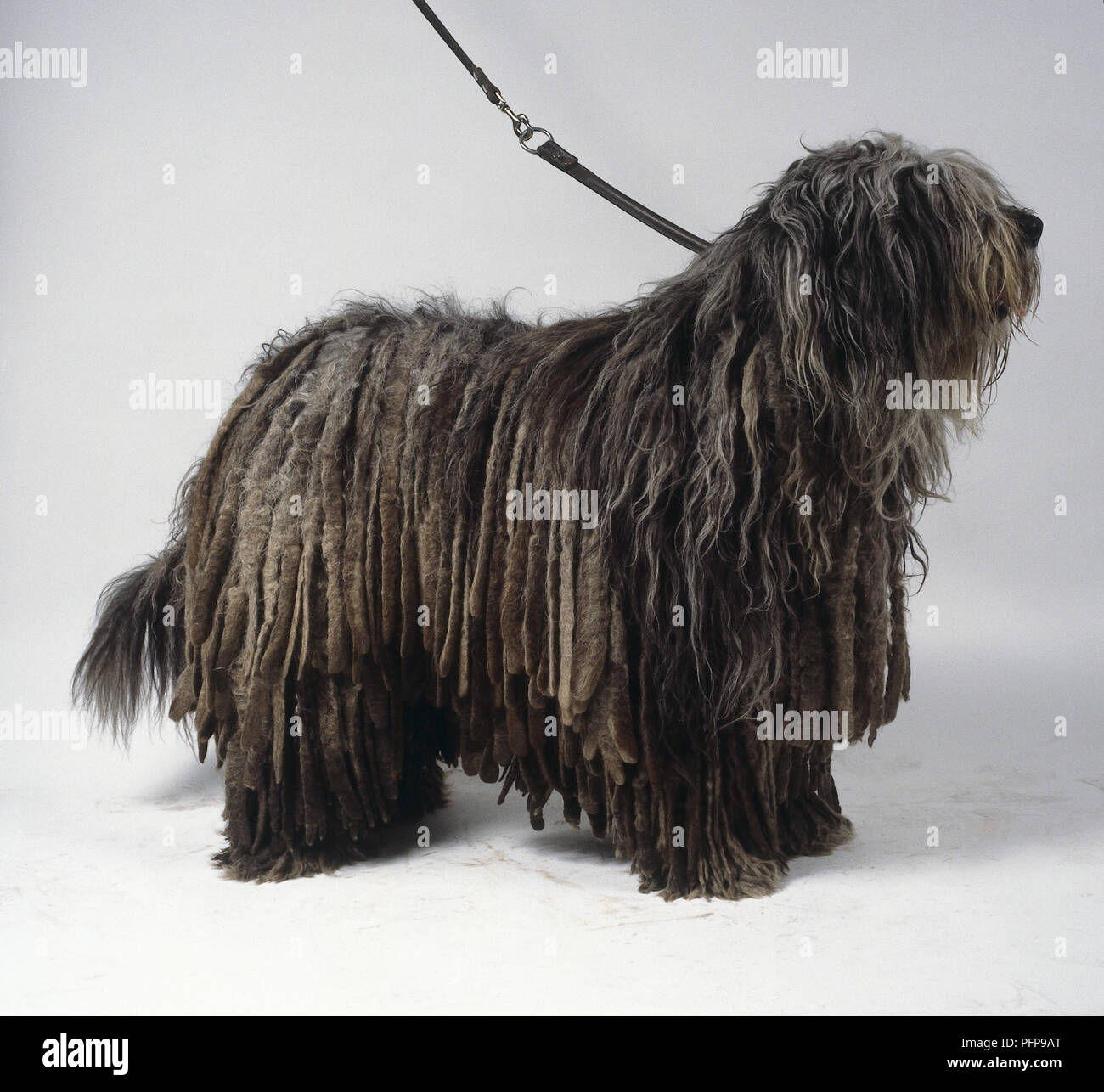 Un grigio Bergamasco cane con uno spesso strato di con fili lunghi capelli drappeggi dal suo corpo, in piedi. Foto Stock