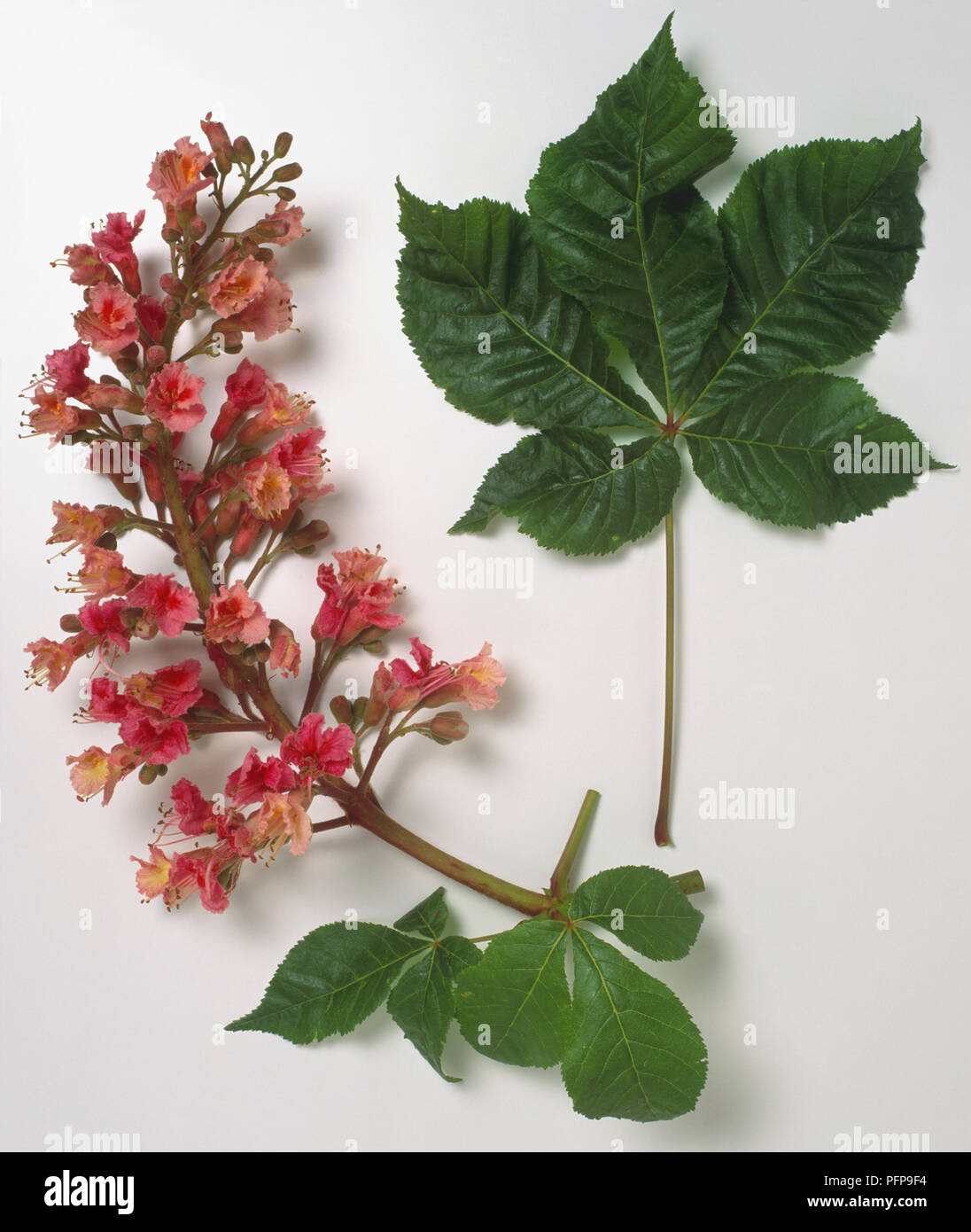 Hippocastanaceae, Aesculus x carnea, Rosso di Ippocastano, digitate con foglie di colore verde brillante volantini e montante flowerhead, guglia di colore rosso brillante fiori. Foto Stock