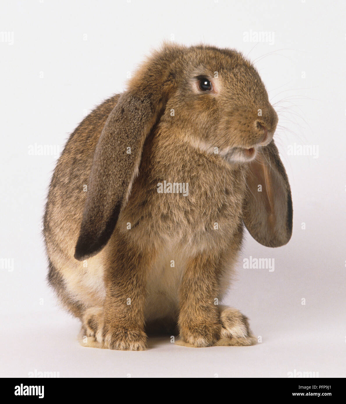 Un marrone lop-eared coniglio (leporidi selvatici), vista di profilo Foto Stock