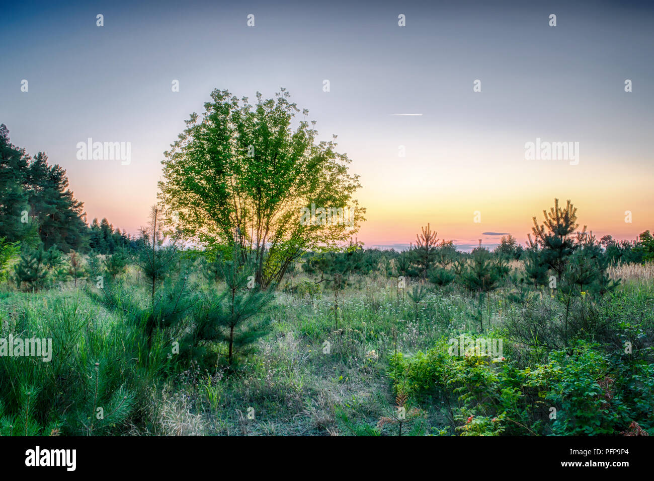 Un campo con alberi illuminata dal sole di setting Foto Stock