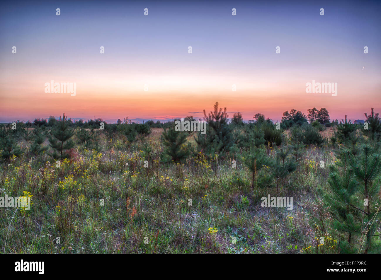 Un campo con alberi illuminata dal sole di setting Foto Stock