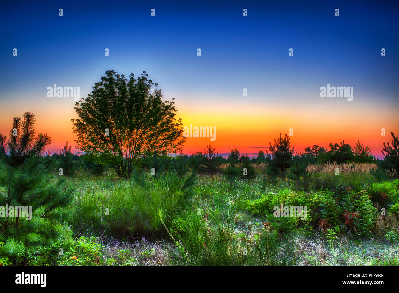 Un campo con alberi illuminata dal sole di setting Foto Stock