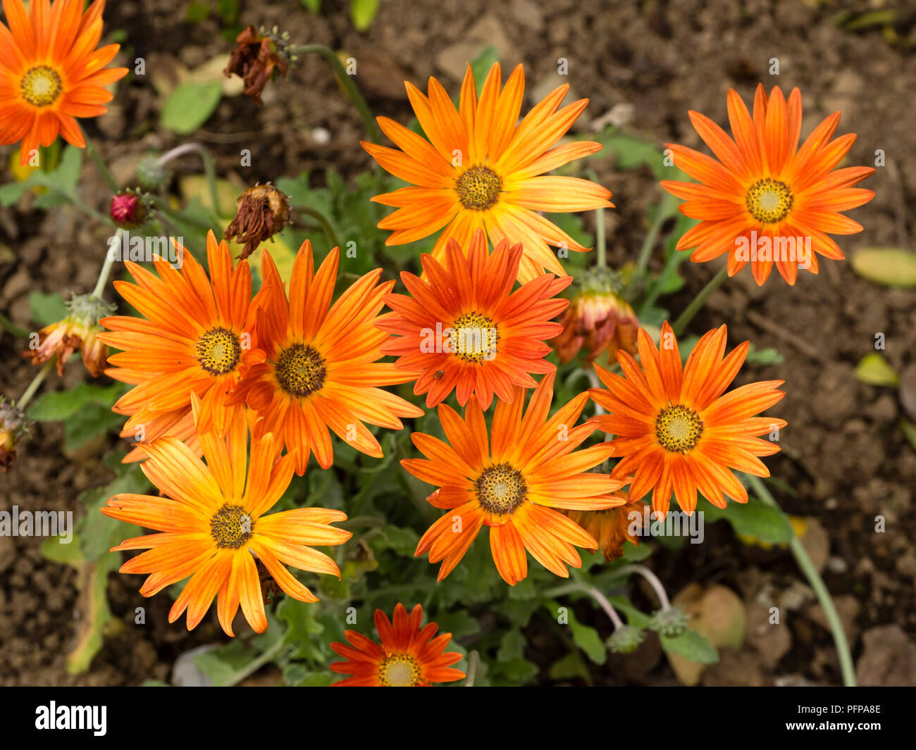 Fiori di del rosso arancione petalled ornamentali in South African daisy, Arctotis "fiamma", una metà hardy varietà Foto Stock