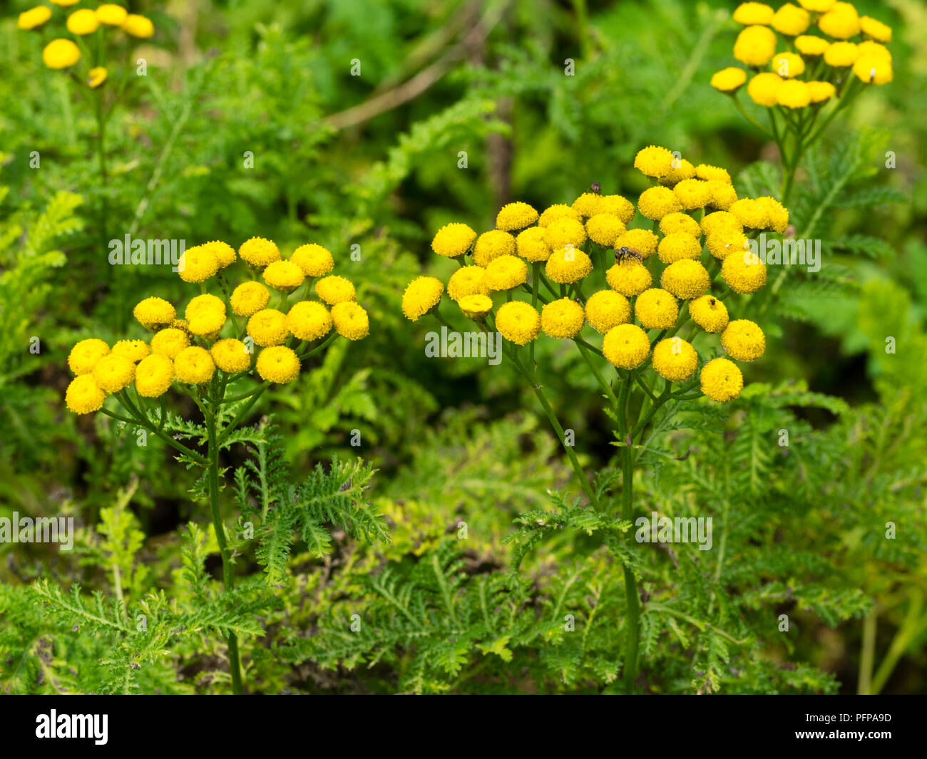 Il pulsante giallo di fiori e fogliame ferny di tansy, Tanacetum vulgare, erba medicinale che è tossica in grandi quantità Foto Stock