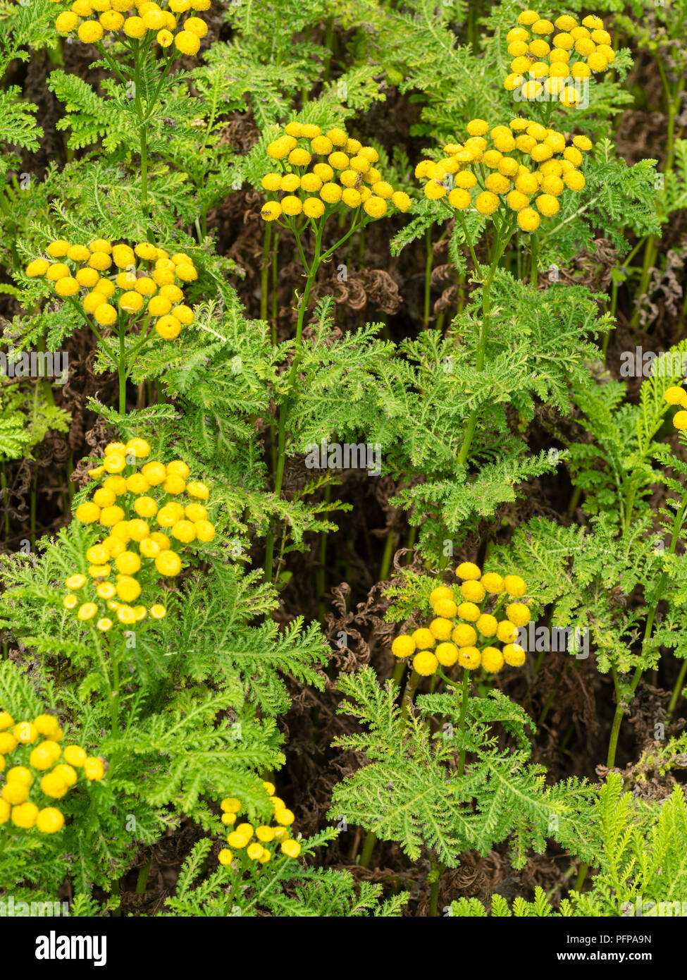 Il pulsante giallo di fiori e fogliame ferny di tansy, Tanacetum vulgare, erba medicinale che è tossica in grandi quantità Foto Stock