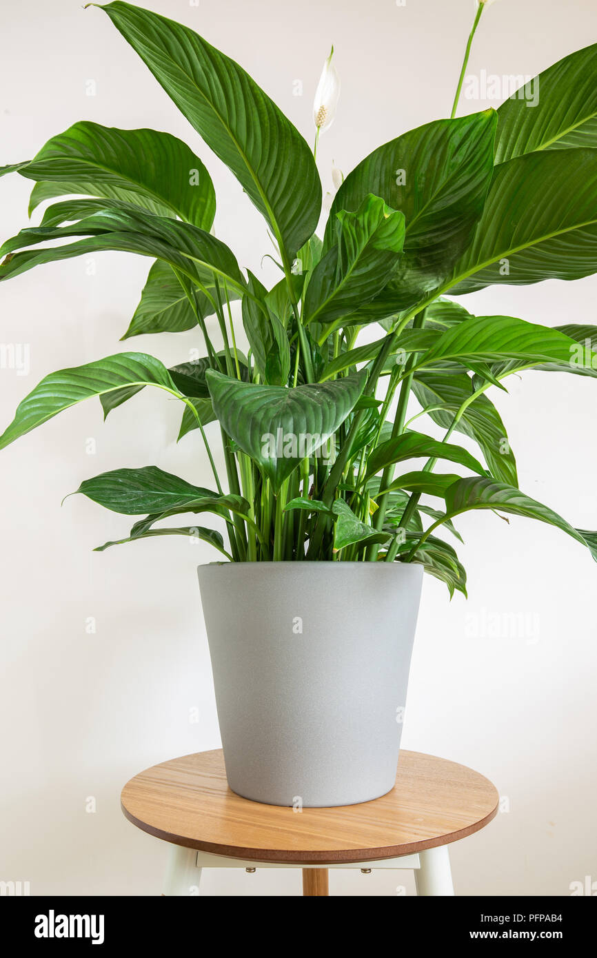 La pace giglio impianto indoor in grigio pot Foto Stock