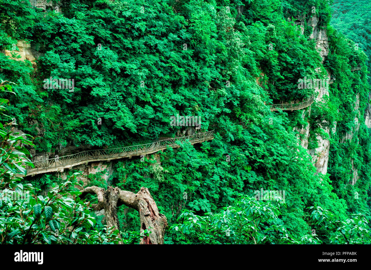 Il Cliff appendere la passerella a Tianmen Mountain, il cielo's Gate a Zhangjiagie, nella provincia del Hunan, Cina e Asia Foto Stock