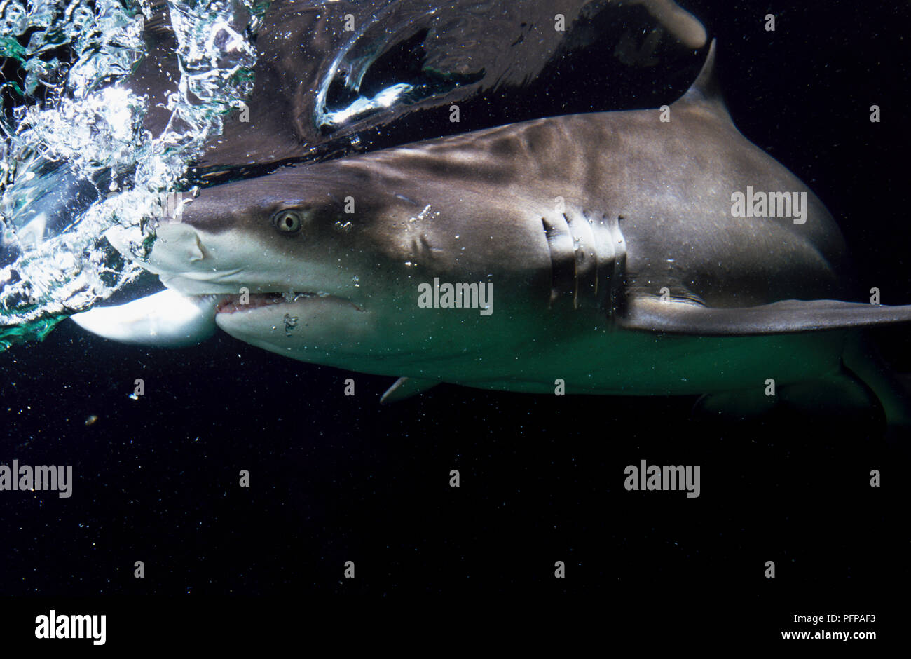 Lo squalo limone (Negaprion brevirostris) superficie di accostamento Foto Stock
