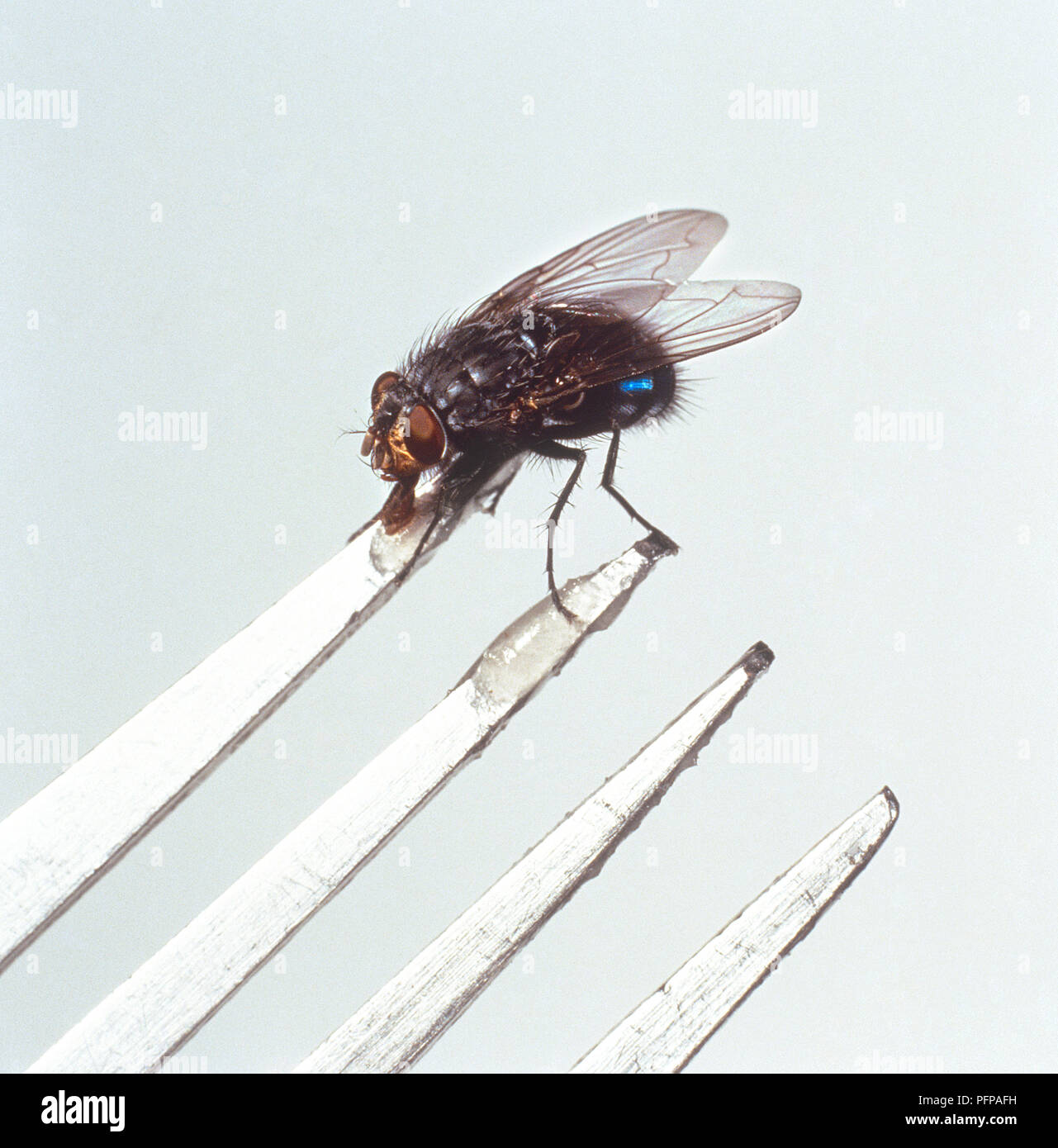 Bluebottle fly (Calliphora vomitoria) mangiare cibo da elemento a rebbio della forcella, close-up Foto Stock