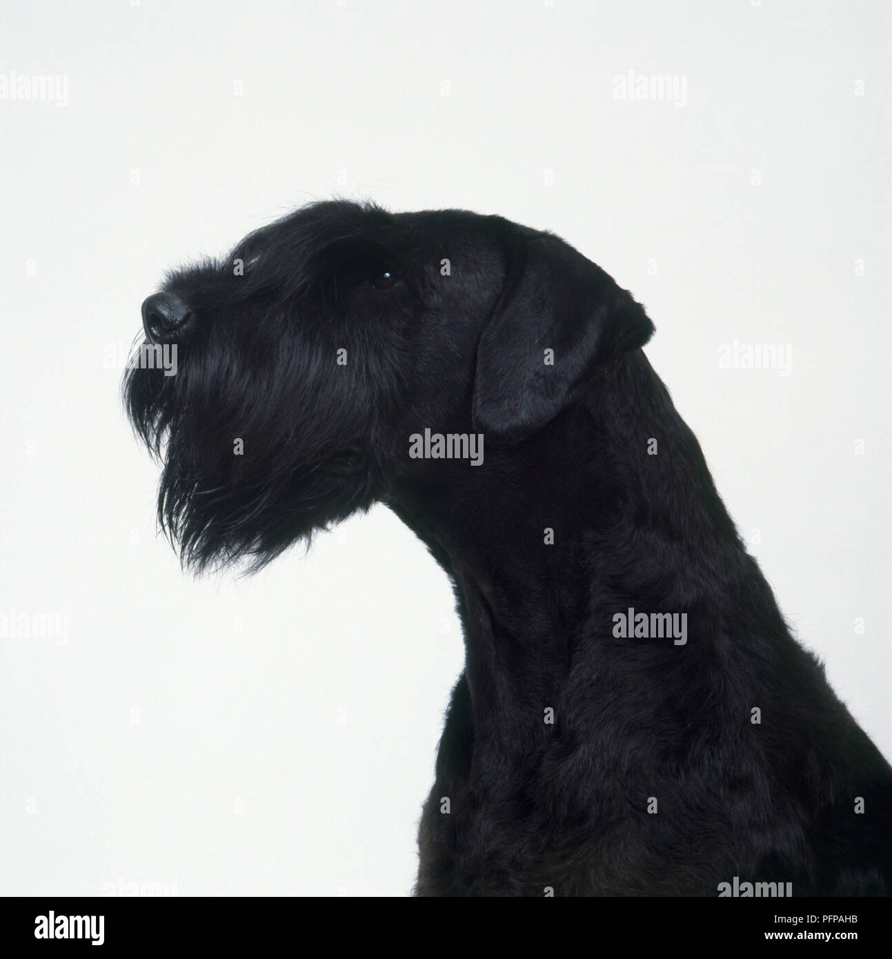 Testa del gigante nero Schnauzer, close-up Foto Stock