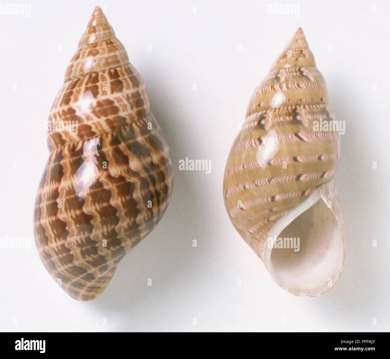 Due dipinti Lady gusci (Phasianella australis), vicino. Foto Stock