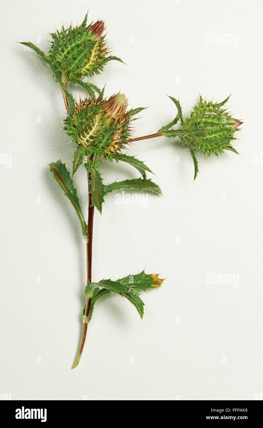 Atractylis cancellata piccolo thistle con tre gabbie chiuse di finemente suddiviso brattee esterne e foglie con spine morbido viola broccoli e il gambo. Foto Stock