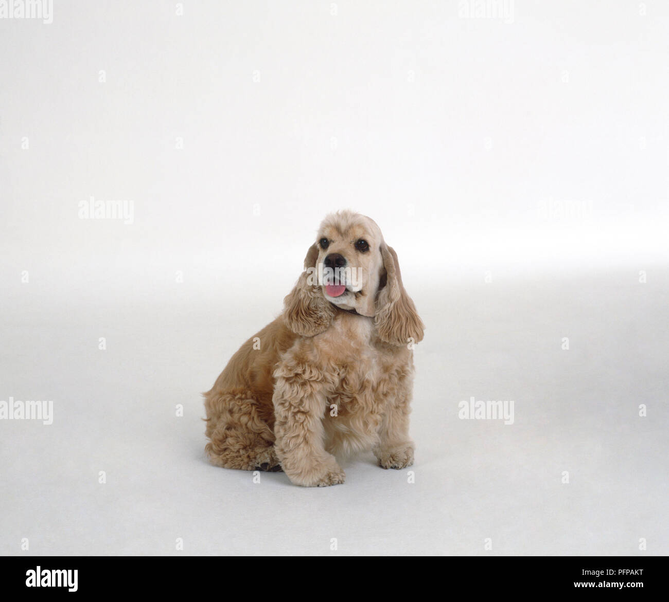 Il sovrappeso, marrone chiaro, dai capelli ricci cane, ansimazione Foto Stock