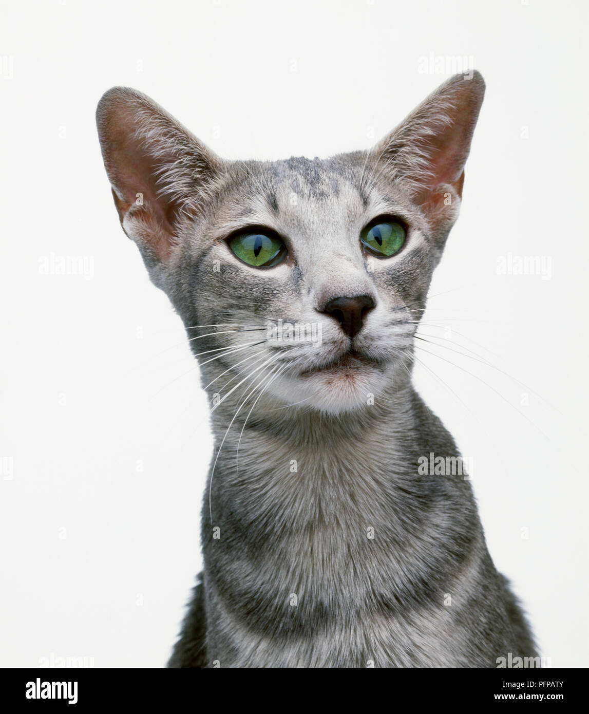 Oriental blue shorthair gatto con gli occhi verdi, close-up Foto Stock