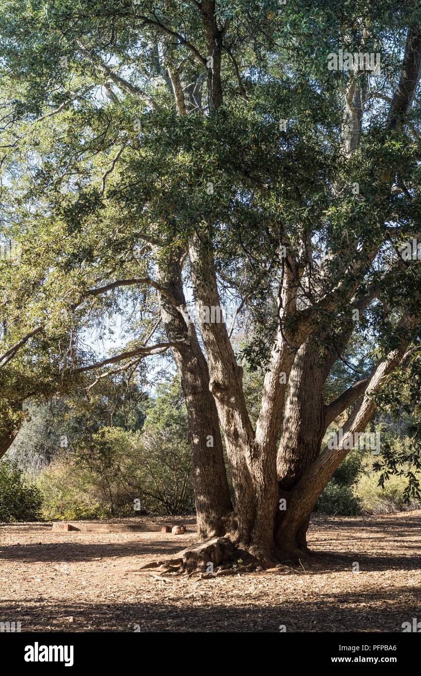 Costa Live Oak tree, alto sano costiere quercia sempreverde con tronchi multipli , foresta nel sud della California, verticale Foto Stock