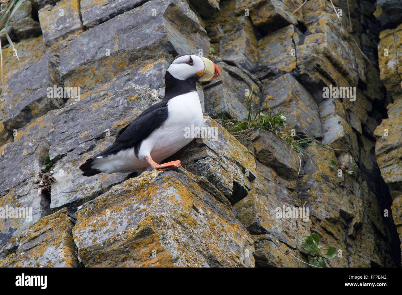 Cornuto puffin che si siede su una roccia sporgente sul pendio della roccia Foto Stock