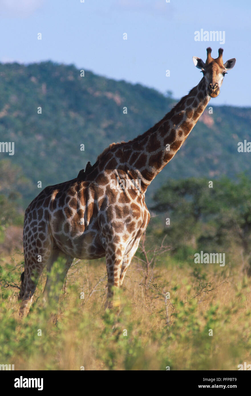 Una giraffa, in piedi dritto, nel Parco Nazionale di Kruger. Foto Stock