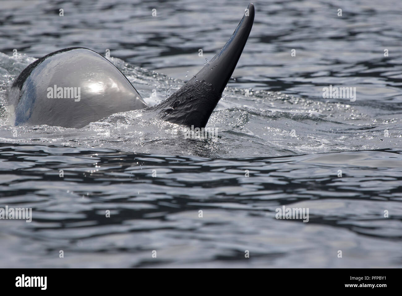 Killer Whale al momento dell'immersione nelle acque dell'Oceano Pacifico Foto Stock