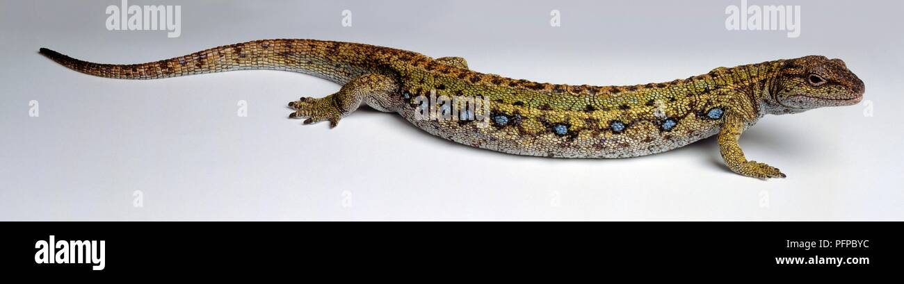 Modello di epoca preistorica Westlothiana lizziae tetrapod Foto Stock