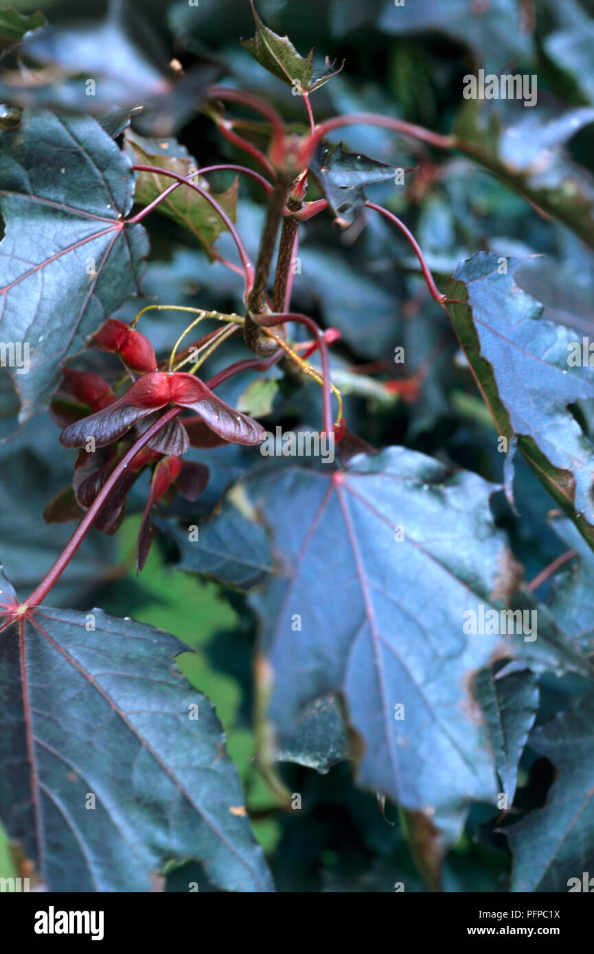 Acer platanoides 'Crimson King", rosso-viola lascia, bluastro sotto con alato, rosso-viola sulla frutta branchlet Foto Stock