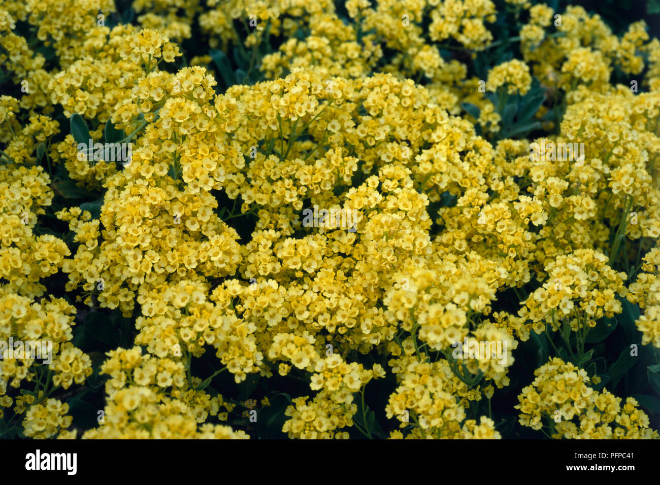 Aurinia saxatilis 'Citrina' (polvere d'Oro), abbondanza di minuscoli fiori gialli, close-up Foto Stock
