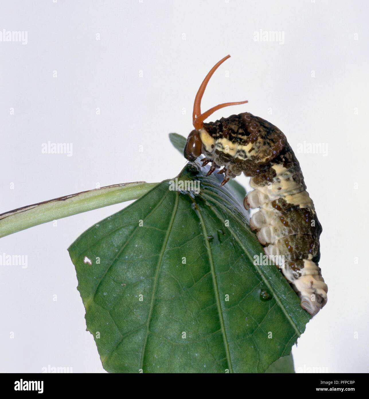 A coda di rondine (Caterpillar Papilio machaon) sulla foglia verde mostra osmeterium e antenne Foto Stock