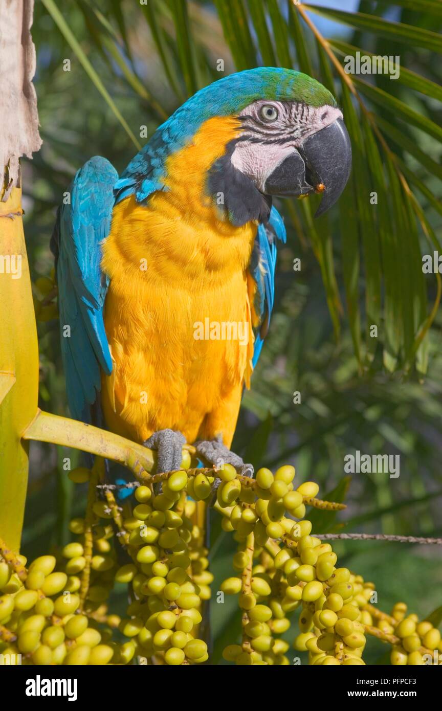 Il Perù, Moyobamba, blu e oro macaw (Ara ararauna) mangiare bacche di Palm Foto Stock