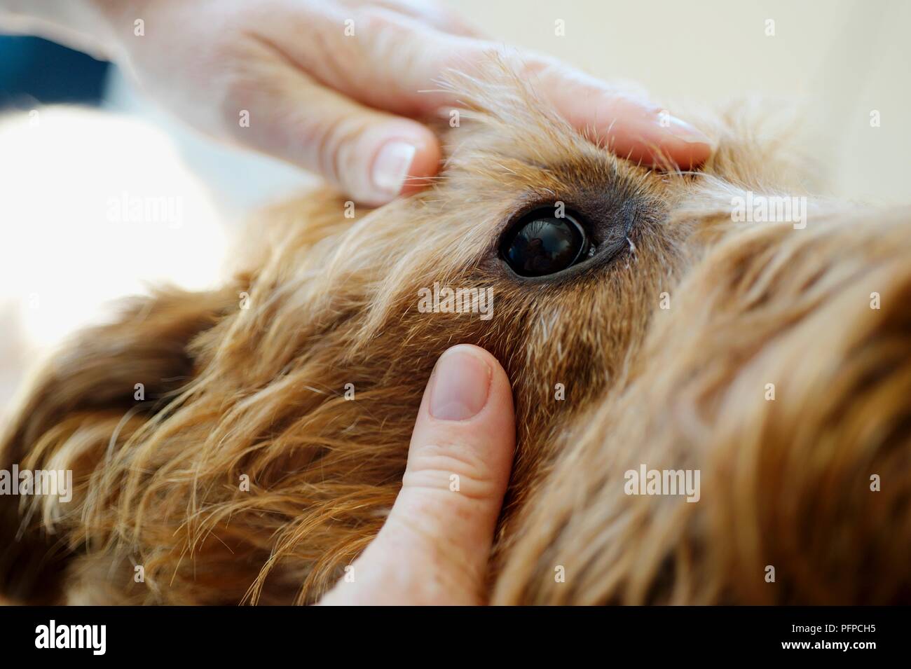 Vet controllo dell occhio del cane usando le mani per tirare indietro in pelliccia Foto Stock