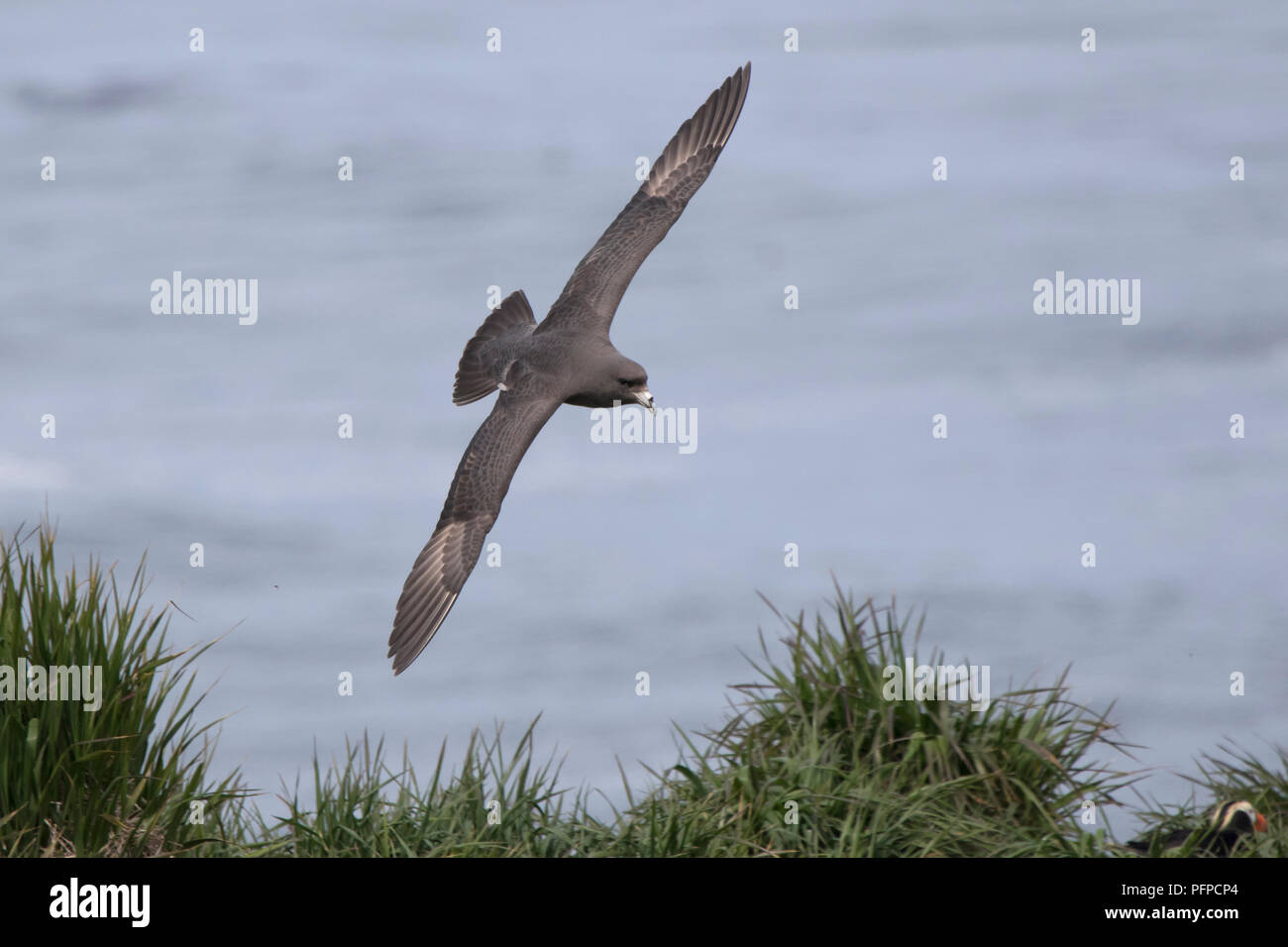 Northern fulmar dark morph che vola su un pendio erboso Foto Stock