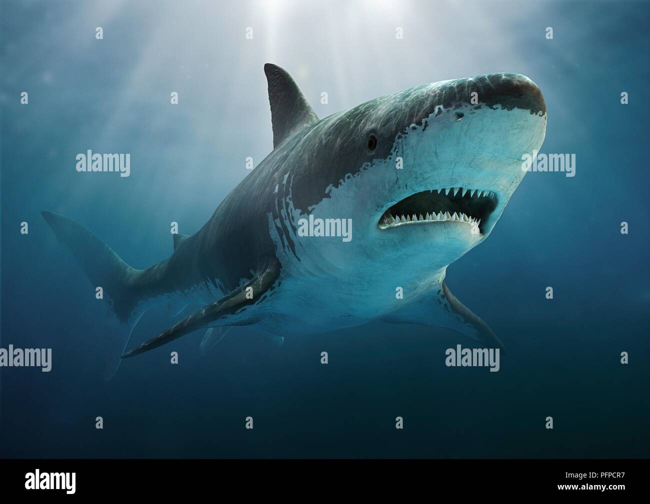 Carcharodon (un squalo preistorico) sott'acqua Foto Stock