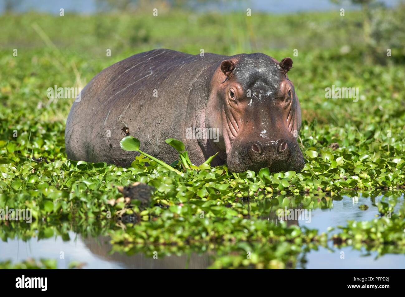 Kenya, Rift Valley Lake Naivasha, un ippopotamo nel lago coperto con acqua giacinti, guardando la fotocamera Foto Stock