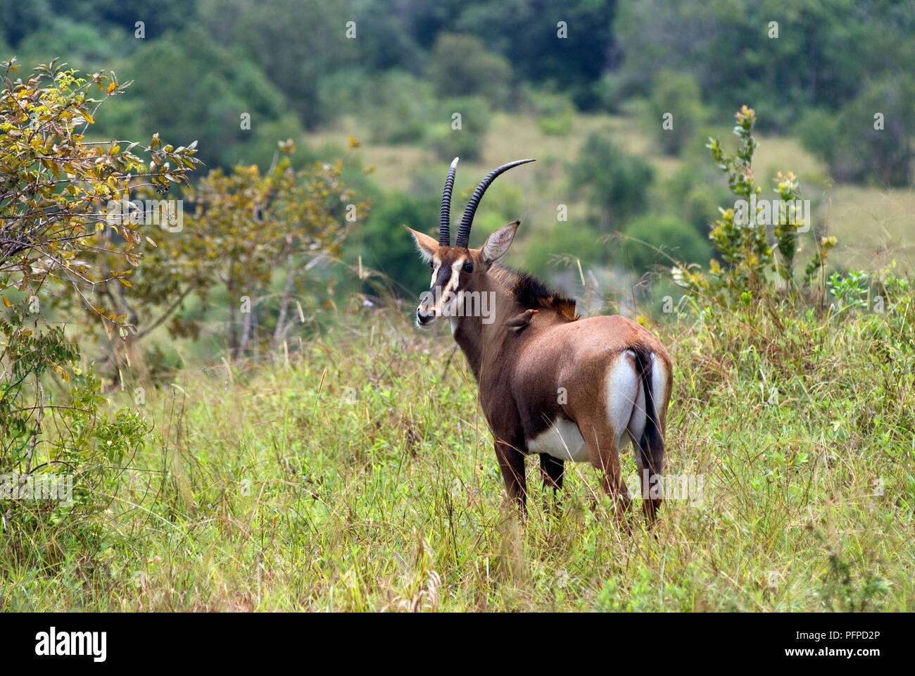 Kenya, Shimba Hills riserva nazionale, Sable Antelope (Hippotragus niger), girando per affrontare la fotocamera Foto Stock