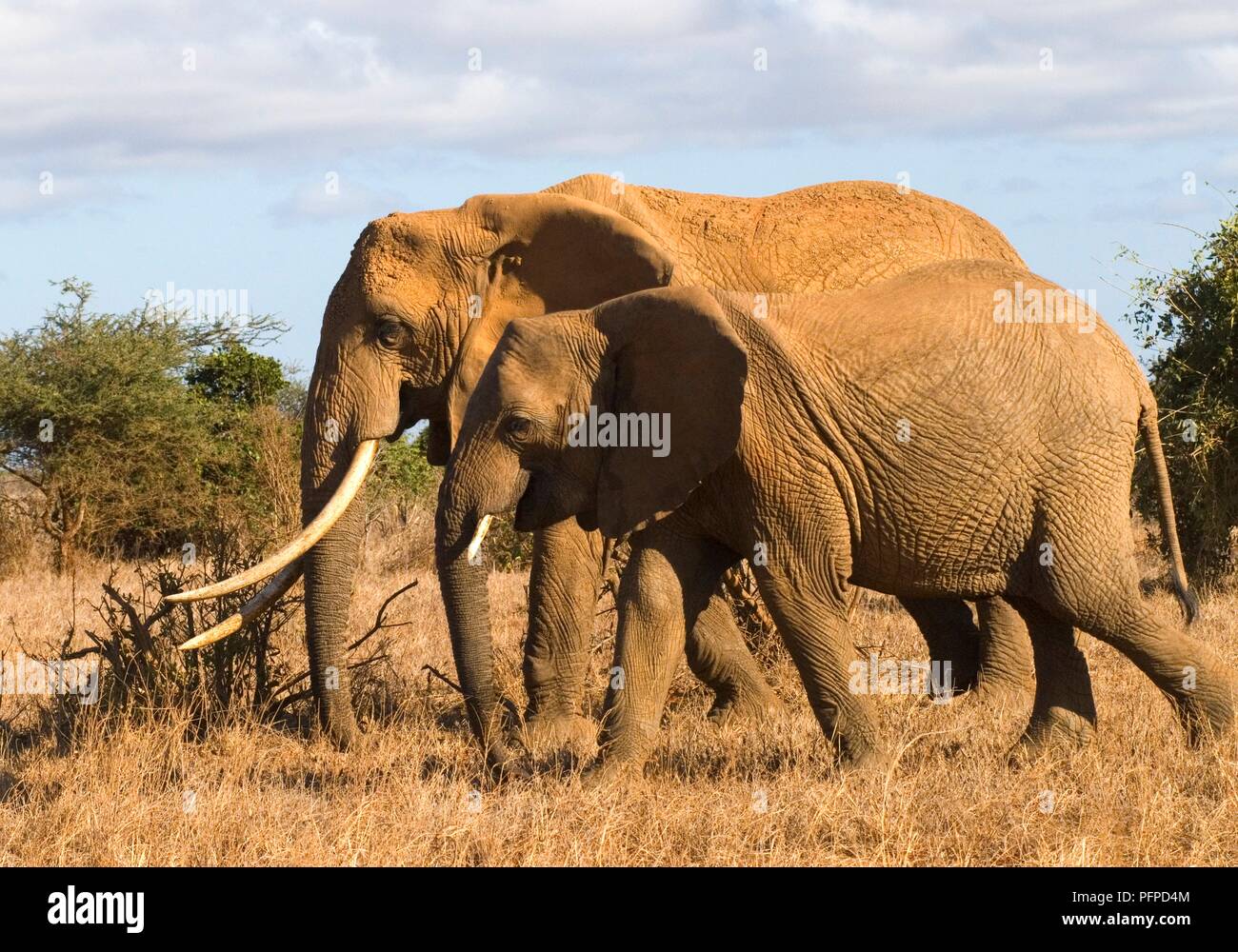 Kenya, Tsavo National Park, a due l'elefante africano (Loxodonta africana) Camminando fianco a fianco attraverso prati, una giovane e gli altri un animale più vecchio, vista laterale Foto Stock