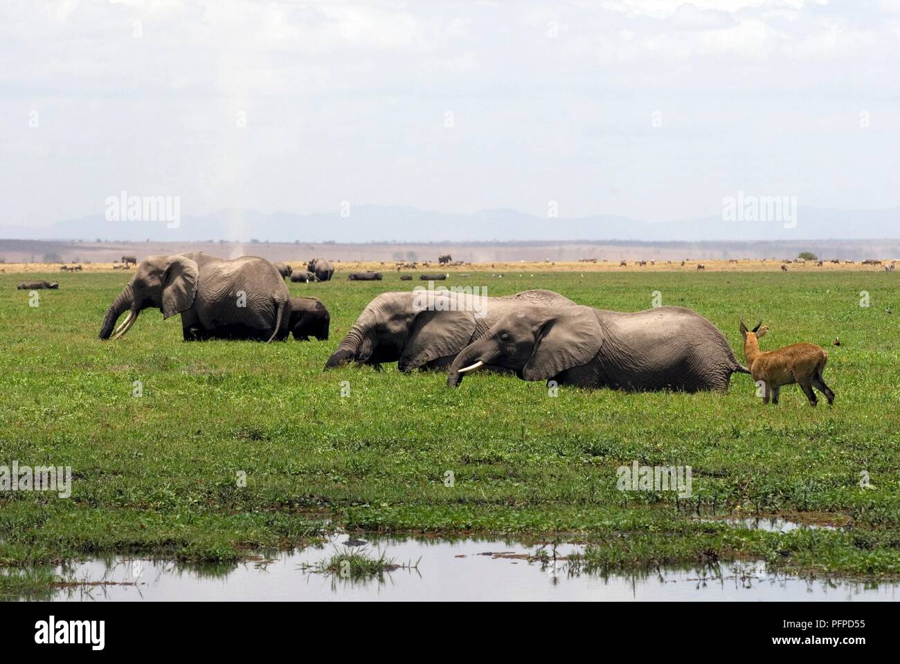Kenya, Amboseli National Park, branco di elefanti e altri animali nella palude Foto Stock