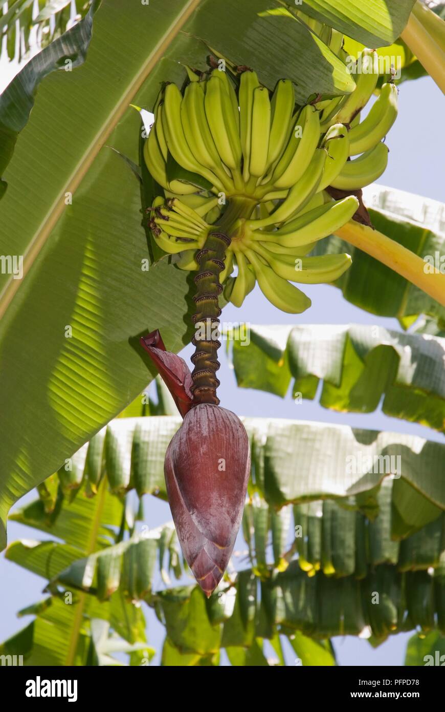 Il Kenya, l'arcipelago di Lamu, Pate Island, banana cuscinetto albero di frutta e fiori Foto Stock