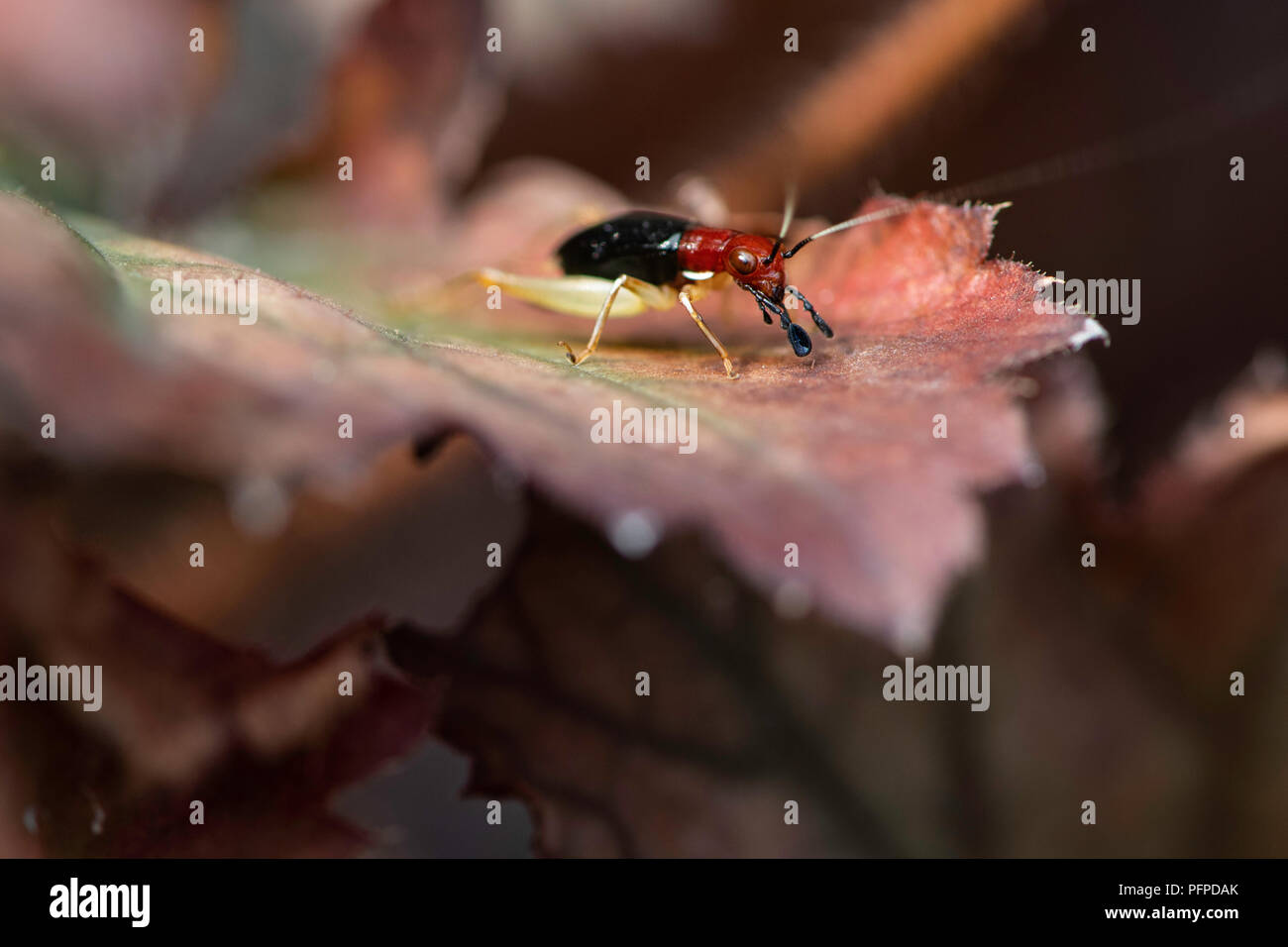 Un rosso intitolata bush cricket accoccolato su un pezzo di plastica ondulata cerca un compagno. Foto Stock