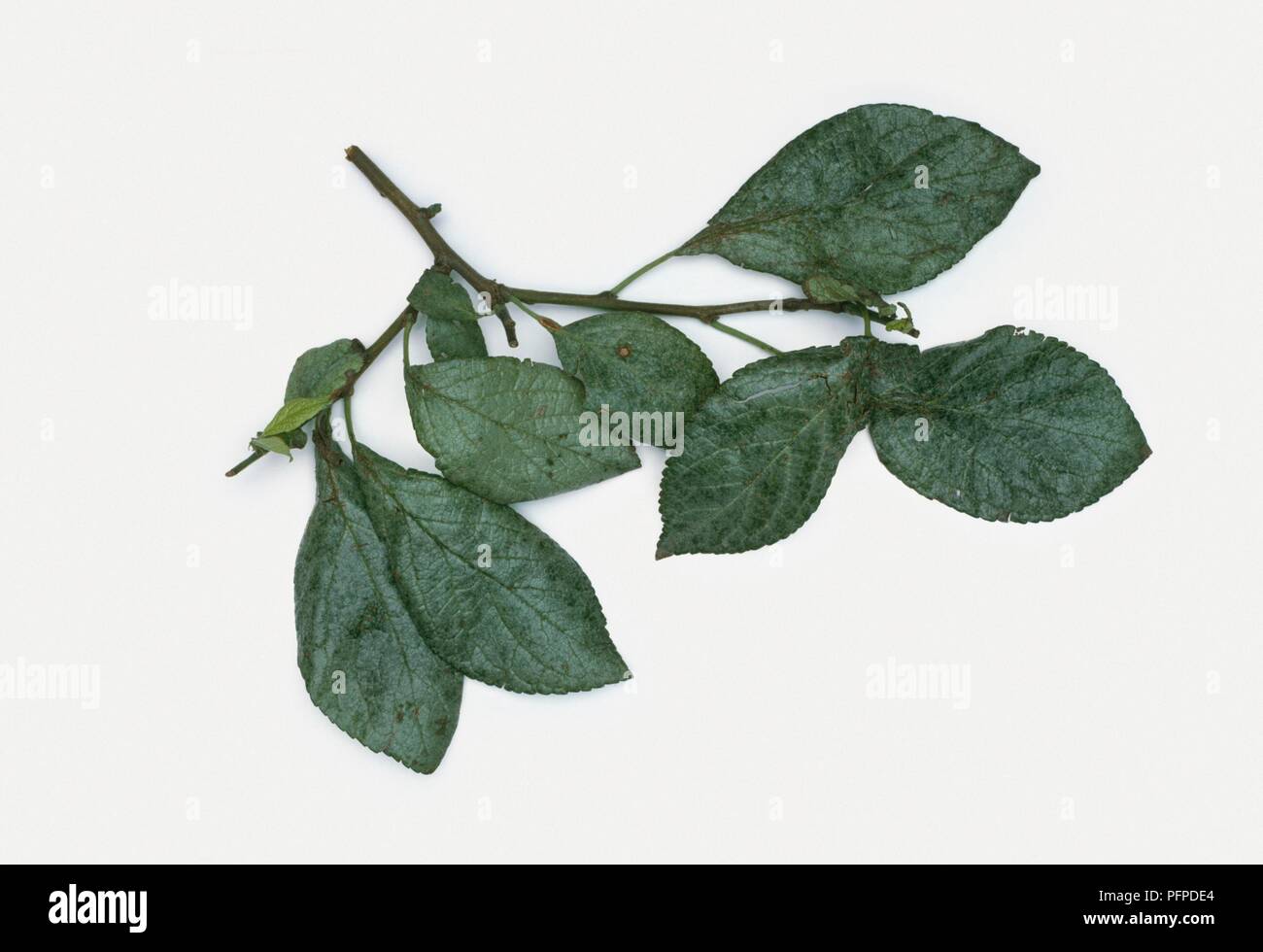 Leaf discoloration noto come silverleaf, causate da funghi Chondrostereum purpureum Foto Stock