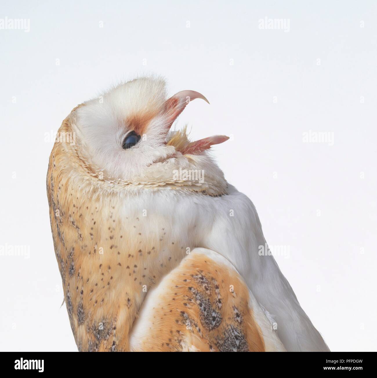 Il barbagianni (Tyto alba) chiamando, close-up Foto Stock