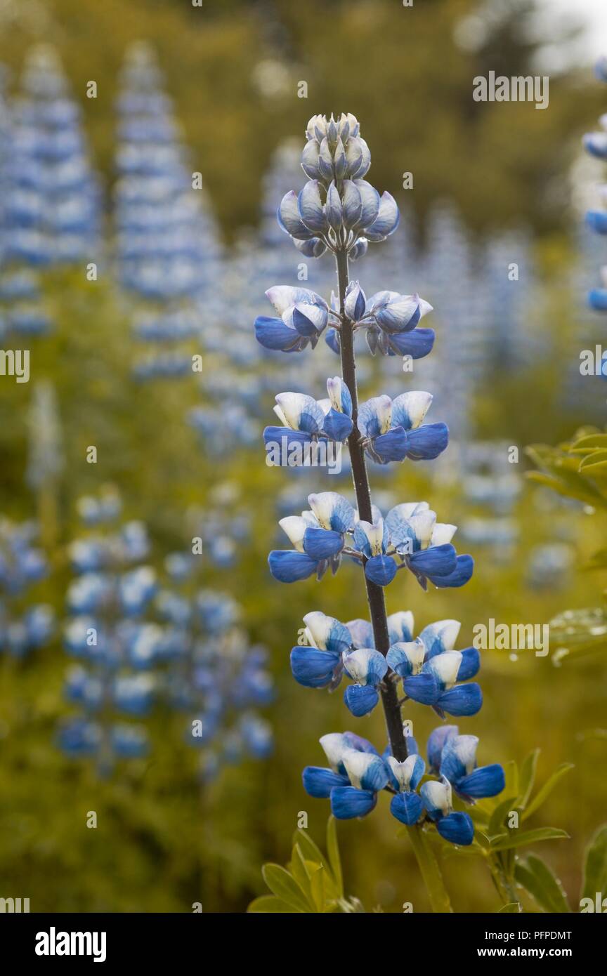 L'Islanda, Reykjavik, Oskjuhlid, Lupinus nootkatensis (Alaska lupin), bianco e blu spike di fiori Foto Stock