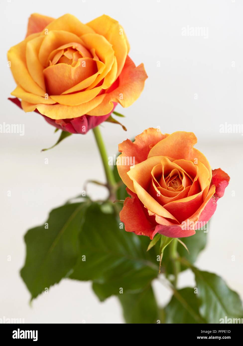 Due arancioni e rose rosse, close-up Foto Stock