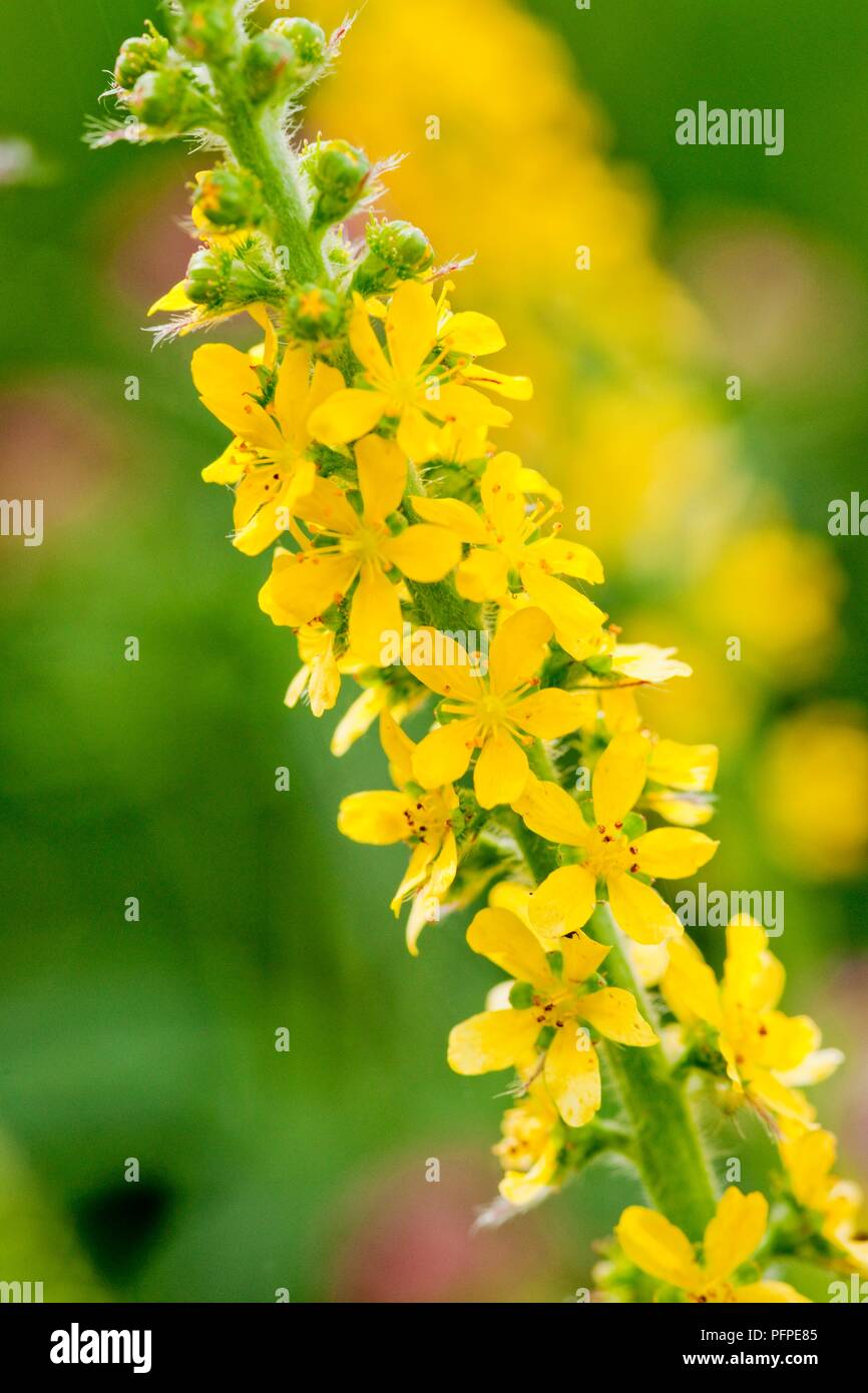Agrimonia eupatoria (Comune agrimonia, Sticklewort), piccolo giallo, a forma di stella fiori e boccioli sullo stelo Foto Stock