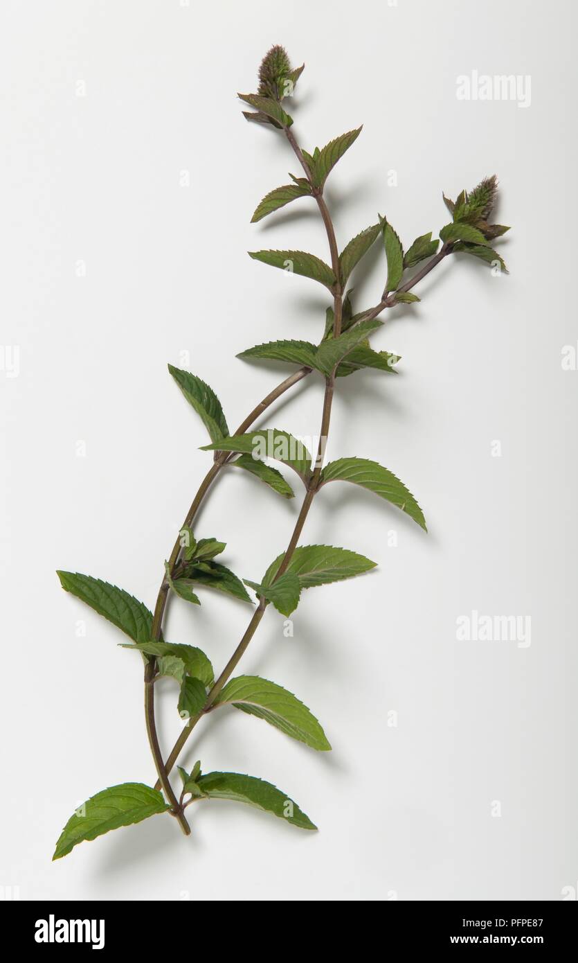 Il verde delle foglie e germogli di Mentha x piperita (Menta piperita) su lunghi steli Foto Stock