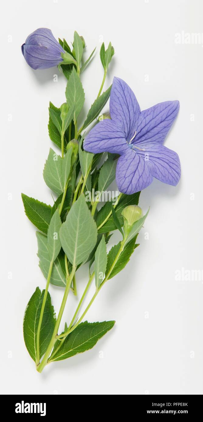 Platycodon grandiflorus (Campanula cinese) steli con foglie e fiori di colore blu Foto Stock