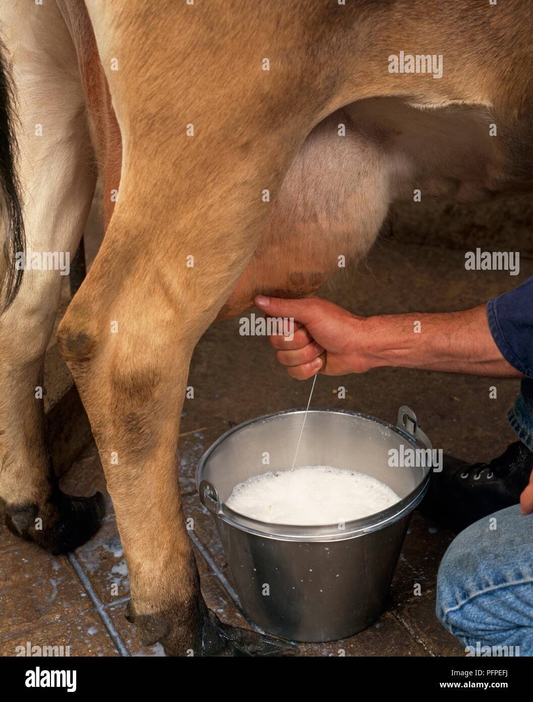 Una mucca è munto a mano, close-up Foto Stock