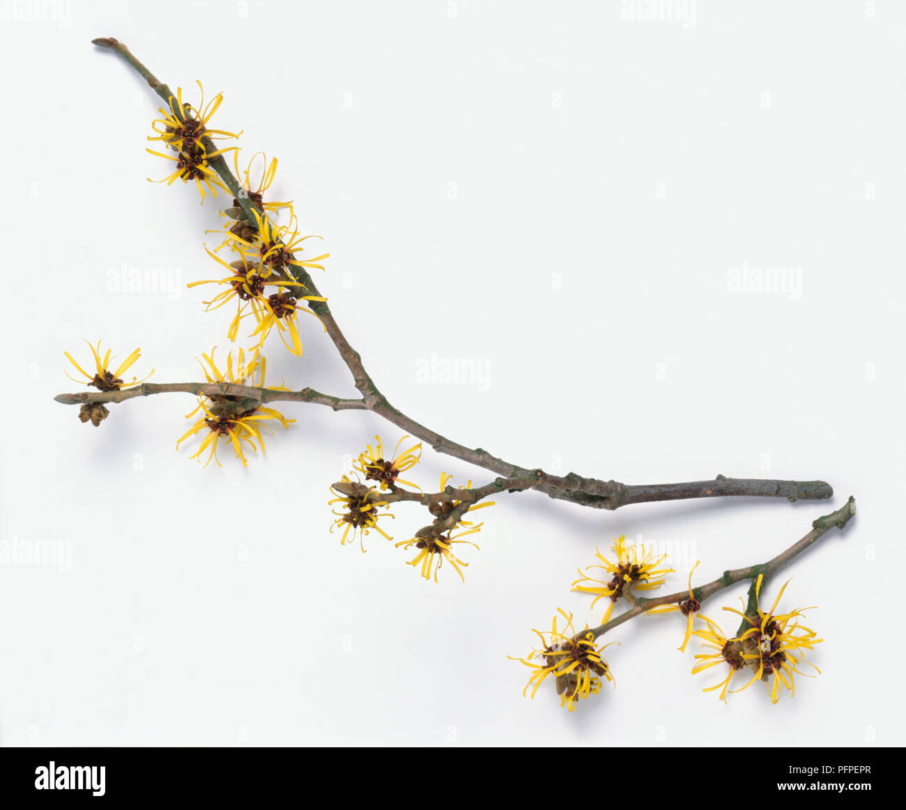 Hamamelis mollis (Cinese amamelide), ramoscelli con fiori di colore giallo Foto Stock