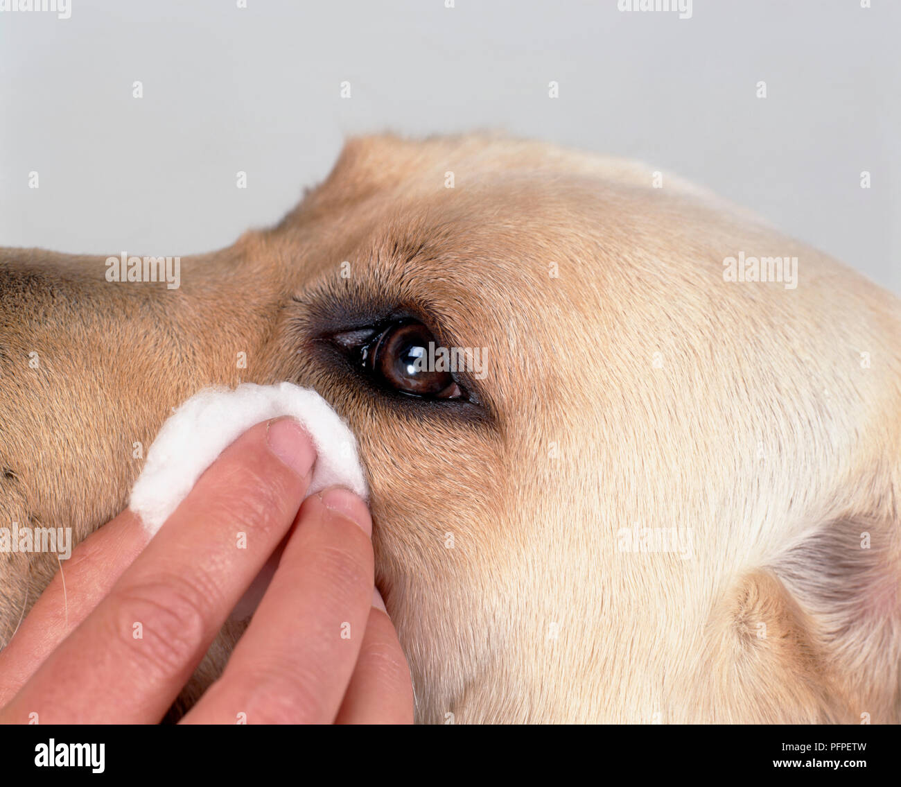 Pulizia del cane gli occhi con occhio salviette, close-up Foto Stock